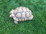 Rehomed...Sulcata : Male approx 15 years old (Wallee)